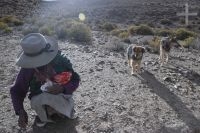 Peasant with her dogs, on the Altiplano of the province of Salta, Argentina