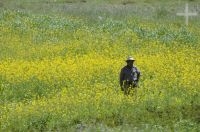 Man in planted field, upper Calchaquí valley, province of Salta, Argentina