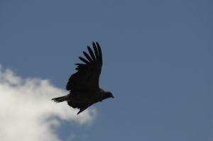 Cóndor andino (Vultur gryphus), planeando por la Abra El Acay