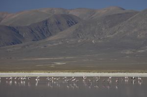 The "Laguna de Guayatayoc", flamingoes, on the Andean Altiplano
