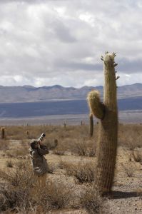Fotografiando cactus, provincia de Salta